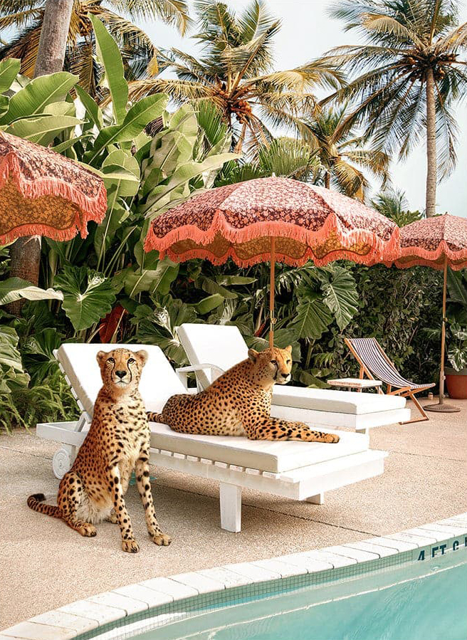Cheetahs cropped